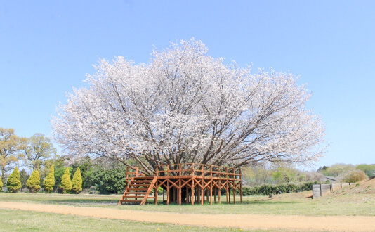 シンボルツリー（山桜とツリーハウス）